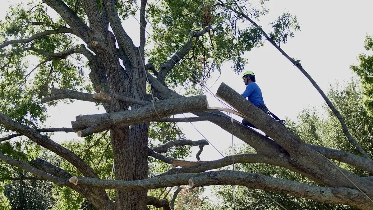Professional Hazardous Tree Removal performed by certified arborists in Hampshire